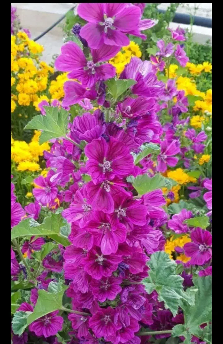 خدمات باغبانی از صفر تا صد در تمام نقاط تهران۰|خدمات باغبانی و درختکاری|تهران, ولنجک|دیوار