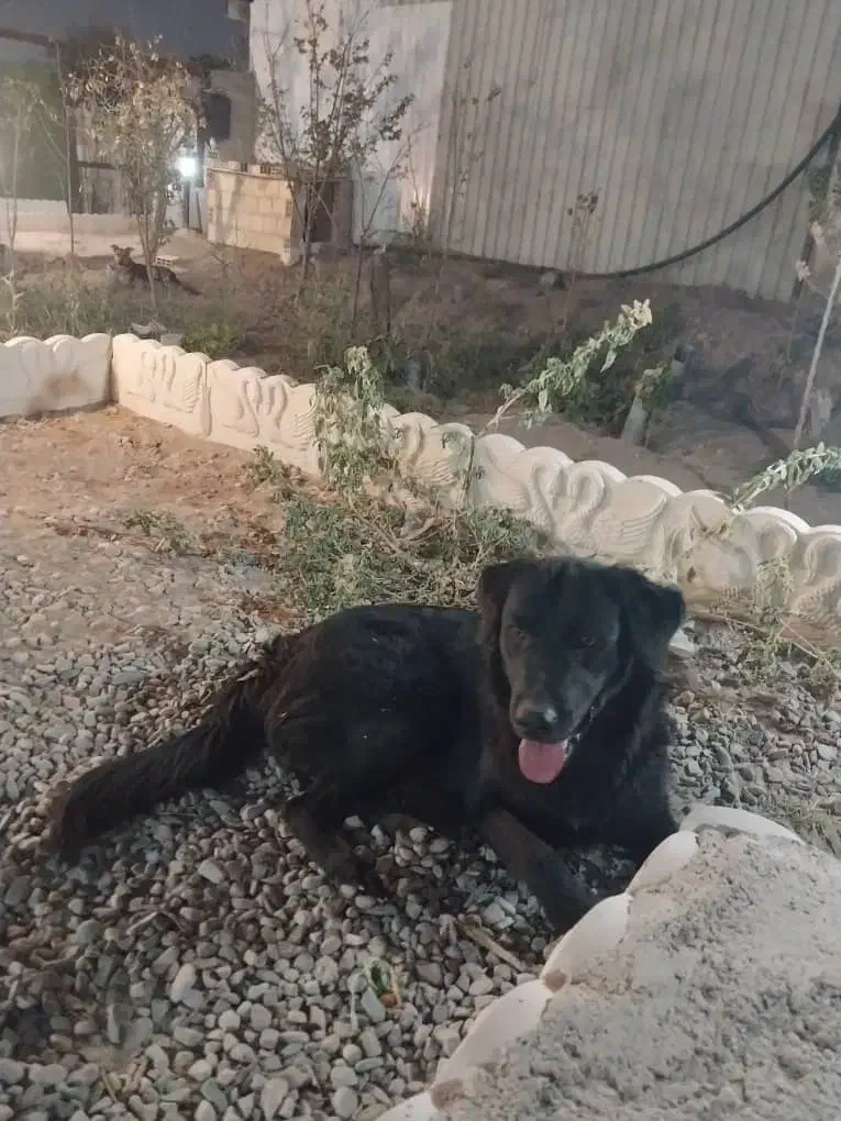 سگ بلک|سگ|اندیشه, اندیشه فاز ۱|دیوار