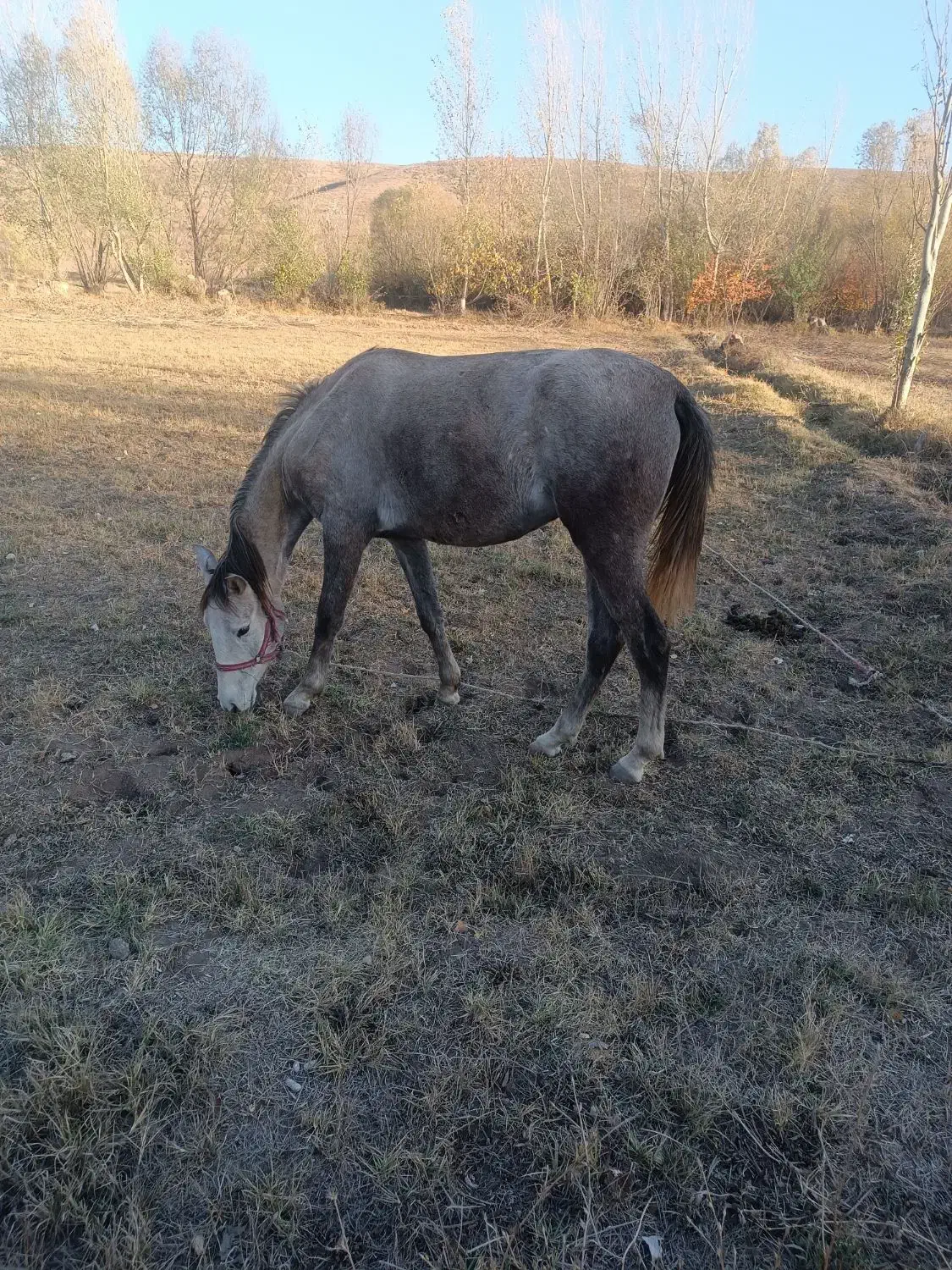 اسب مادیان|اسب و تجهیزات اسبسواری|کوراییم, |دیوار