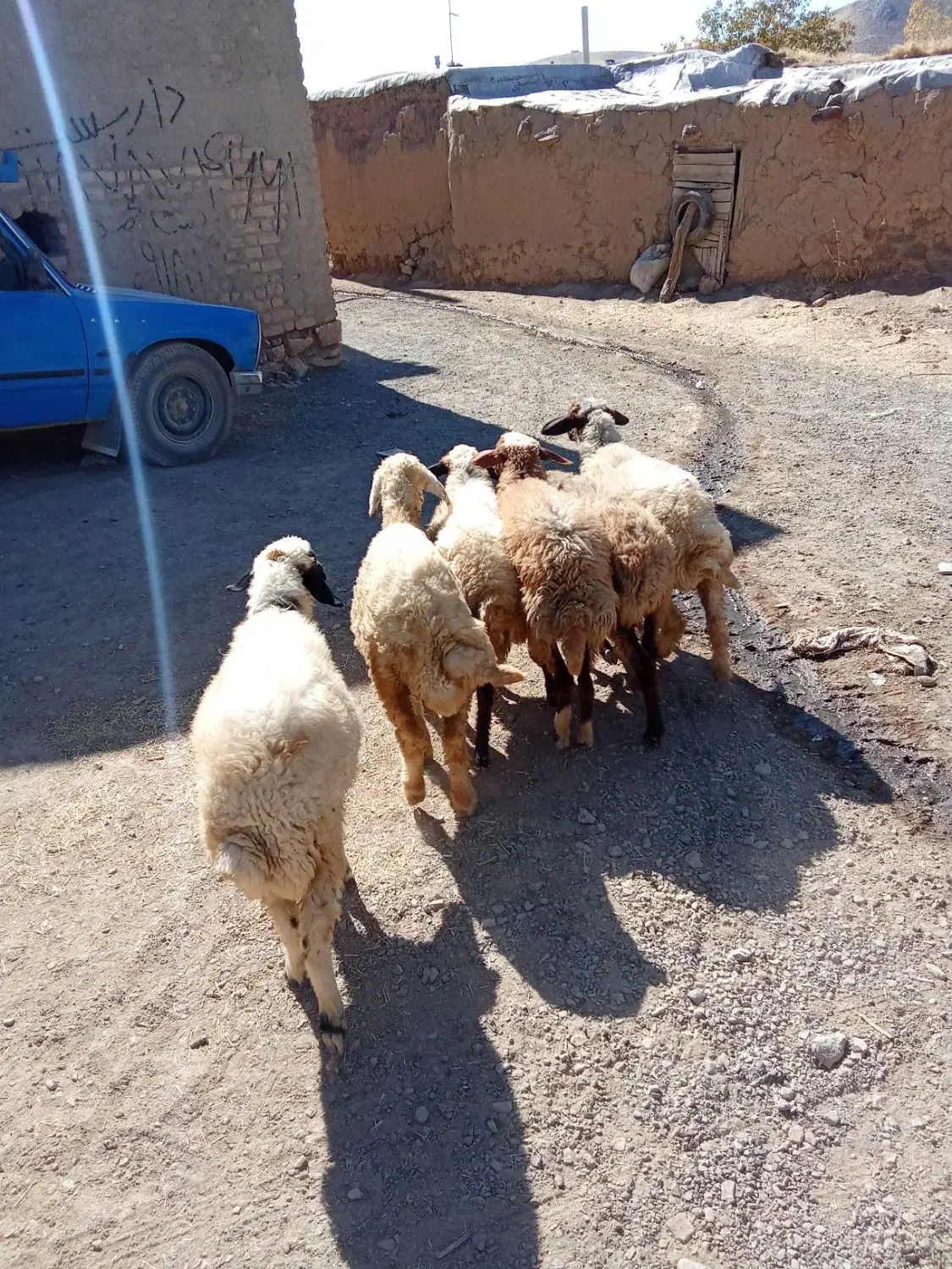 گوسفند کاور ماده|حیوانات مزرعه|کلیائی, |دیوار