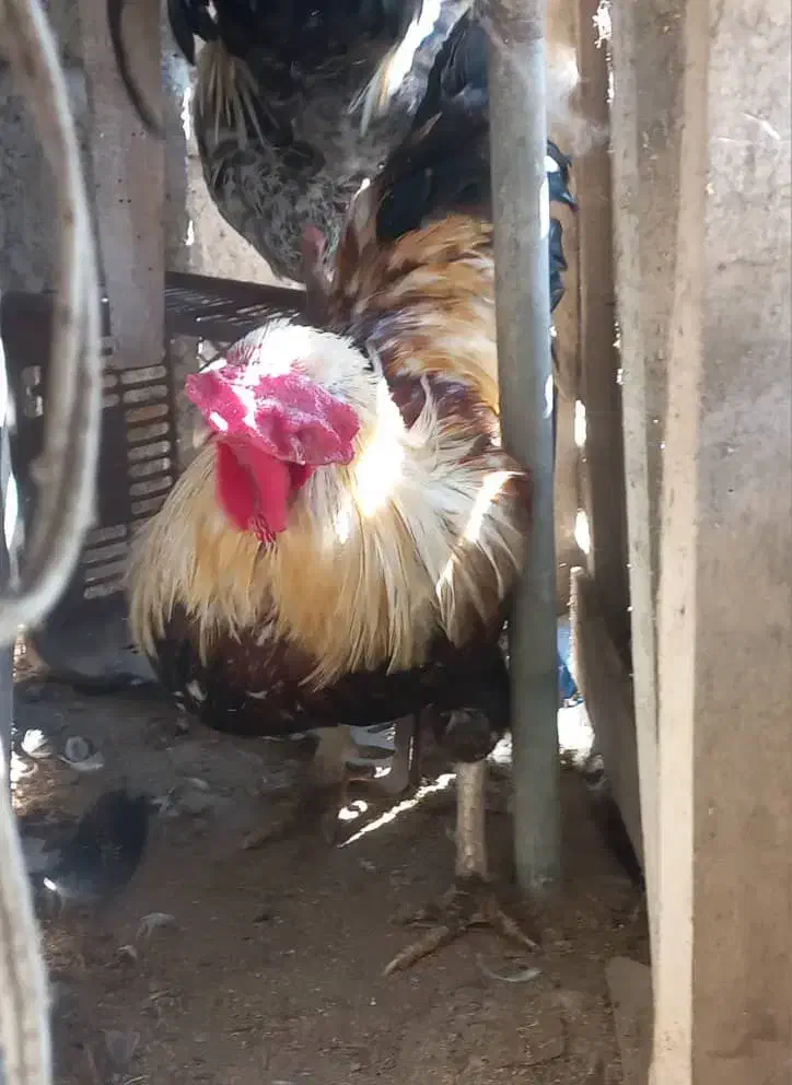 مرع وخروس بالغ ونیمچه|حیوانات مزرعه|رودسر, |دیوار