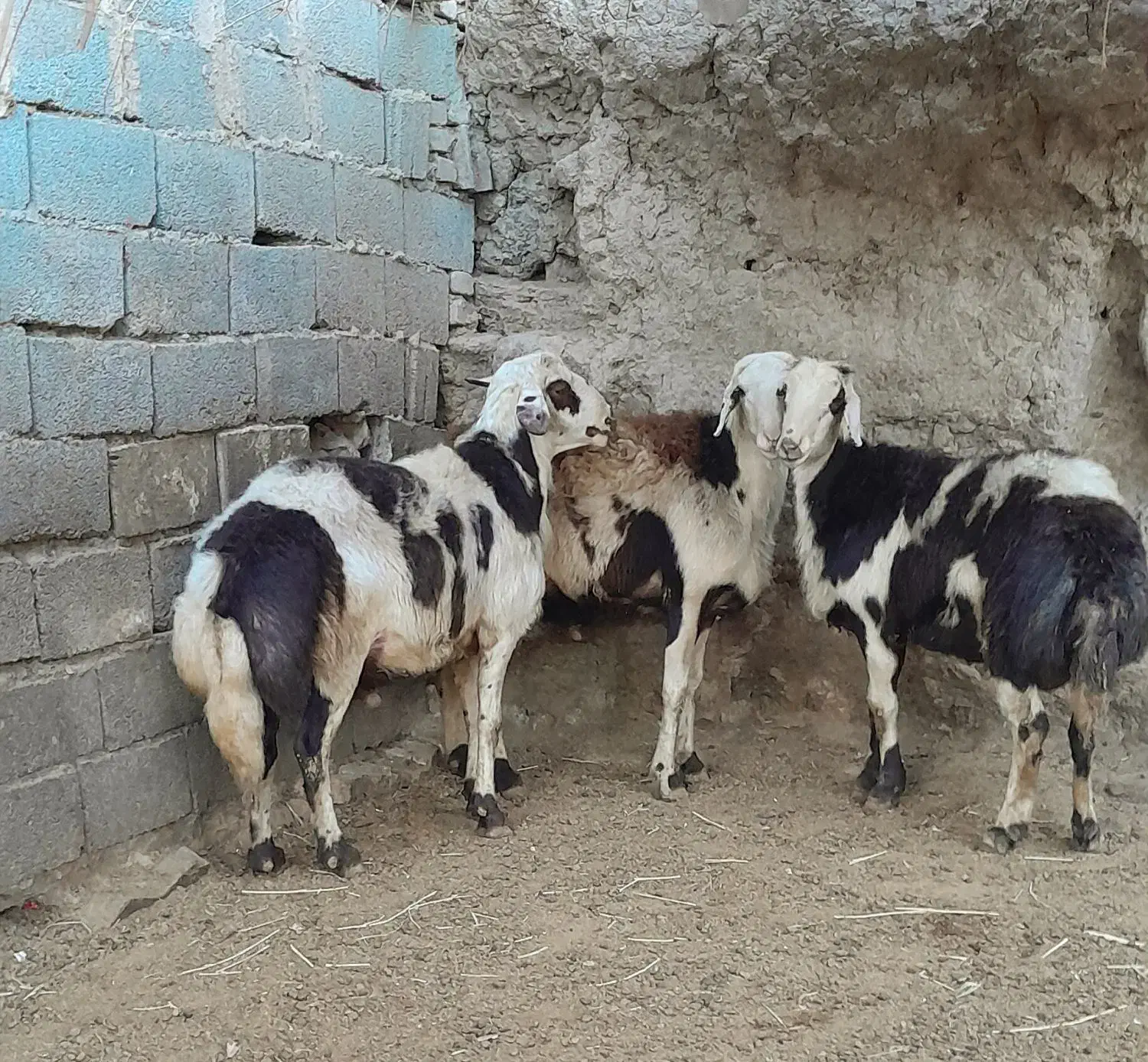 فروش دو عدد بره قوچ دوشیره و قوچ یک شیره|حیوانات مزرعه|بروجرد, |دیوار