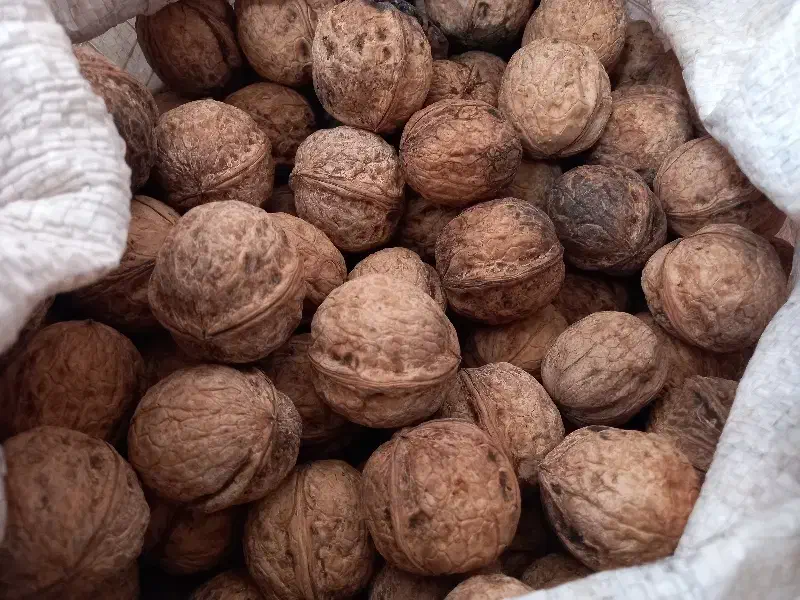 گردو|خوردنی و آشامیدنی|شیروان (خراسان), |دیوار