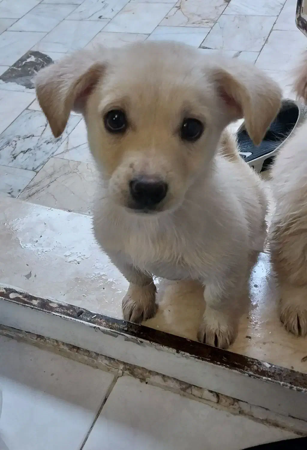 واگذاری سگ|سگ|تهران, گمرک|دیوار