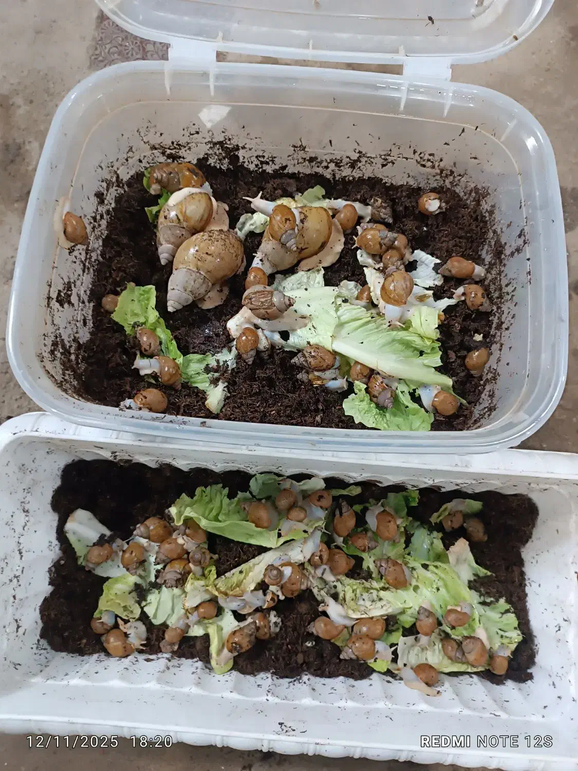 حلزون آلبینو|خزنده|کرج, کرج نو|دیوار