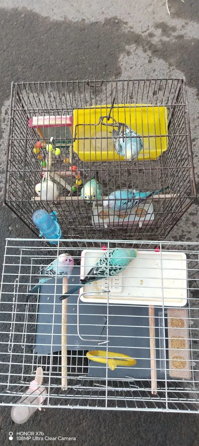 فروش پرنده مرغ عشق|پرنده|سنقر, |دیوار