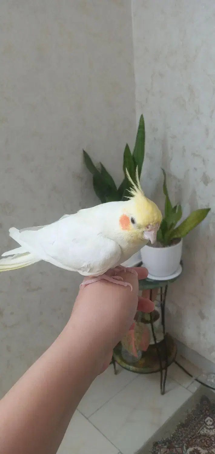 دوتا عروس هلندی باقفس|پرنده|تهران, هفده شهریور|دیوار