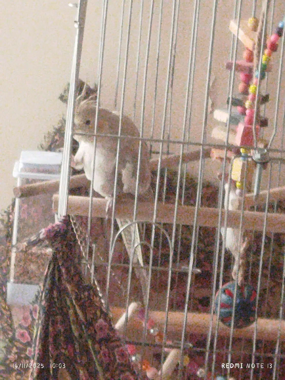 عروس هلندی|پرنده|کرج, شهرک احمدیه|دیوار