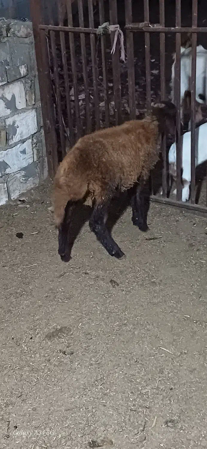 گاو میش|حیوانات مزرعه|علیآباد کتول, |دیوار