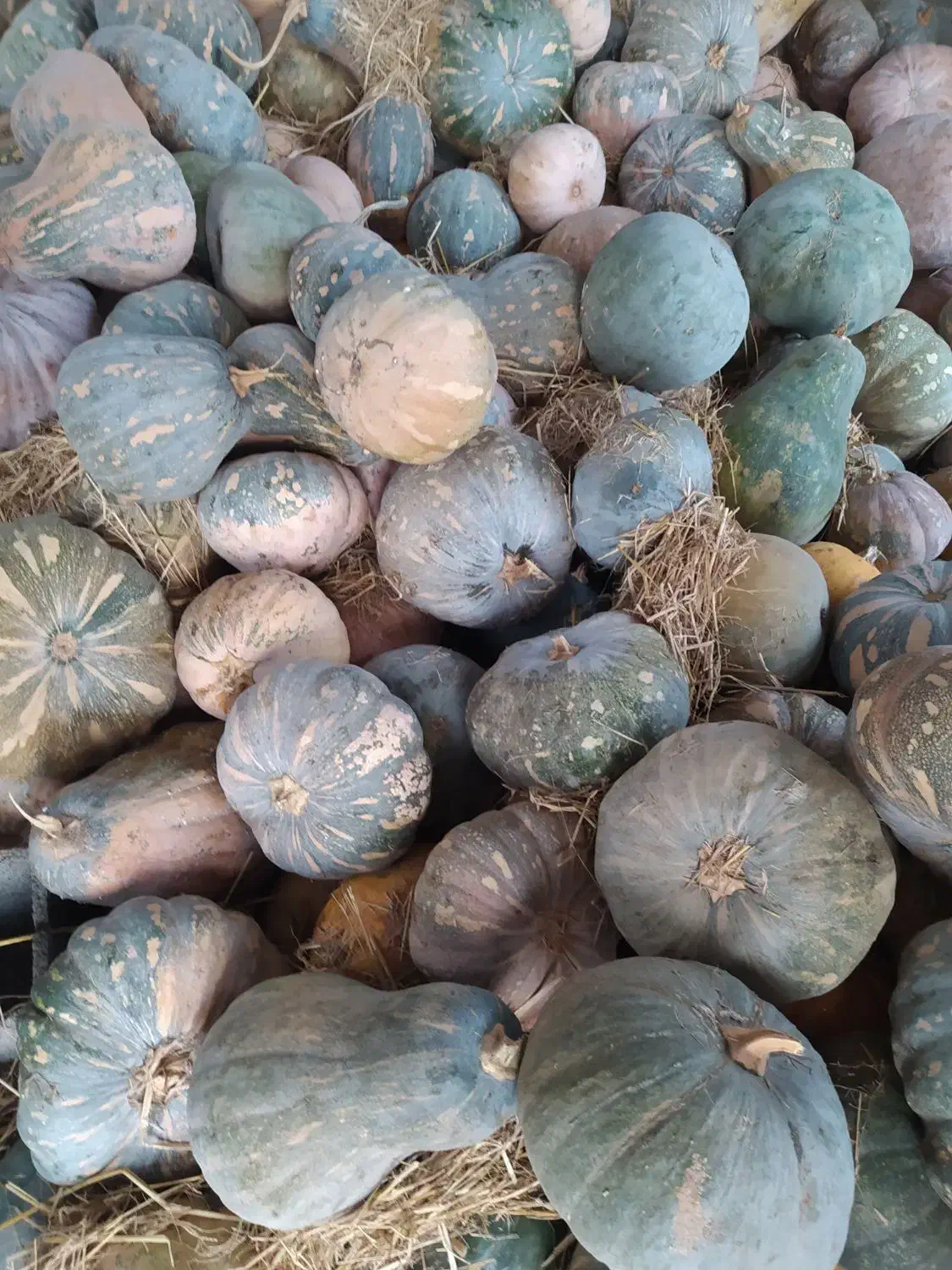 فروش کدو خرمایی|خوردنی و آشامیدنی|چاف و چمخاله, |دیوار