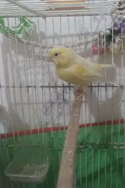 قناری ماده لیمویی معاوضه|پرنده|تهران, جوادیه تهرانپارس|دیوار