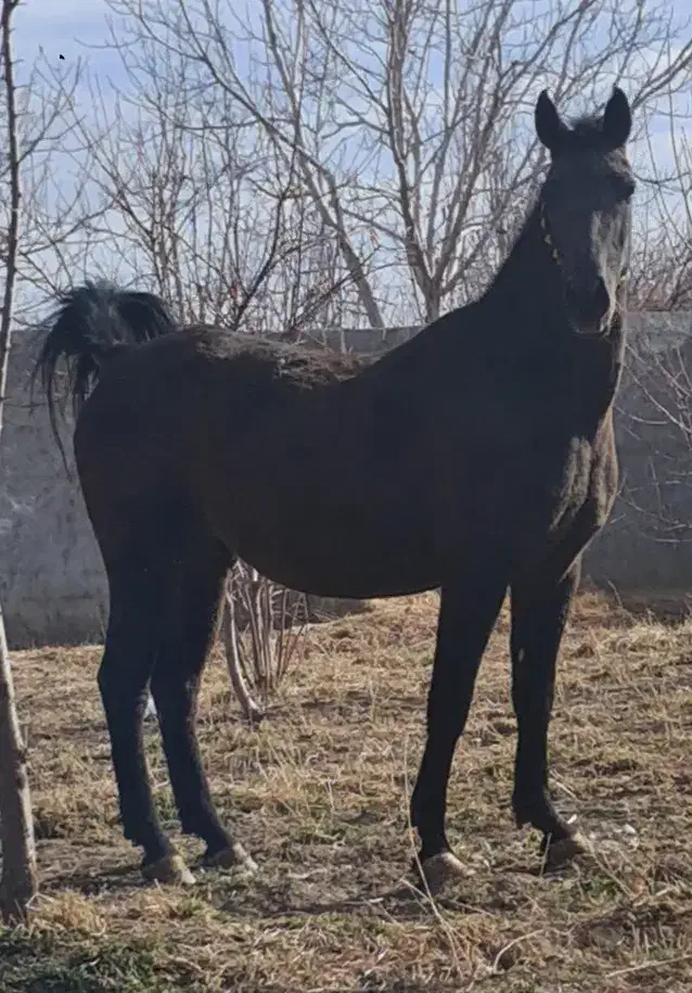 اسب|اسب و تجهیزات اسب‌سواری|فلاورجان, |دیوار