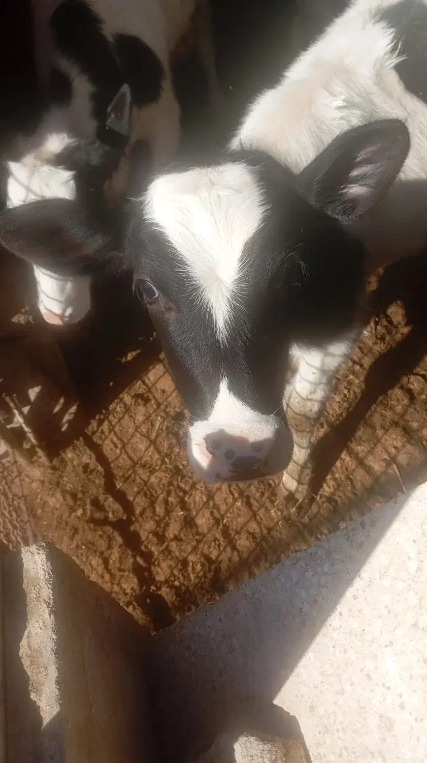 گوساله ۴ ماهه|حیوانات مزرعه|سبزوار, رباط|دیوار