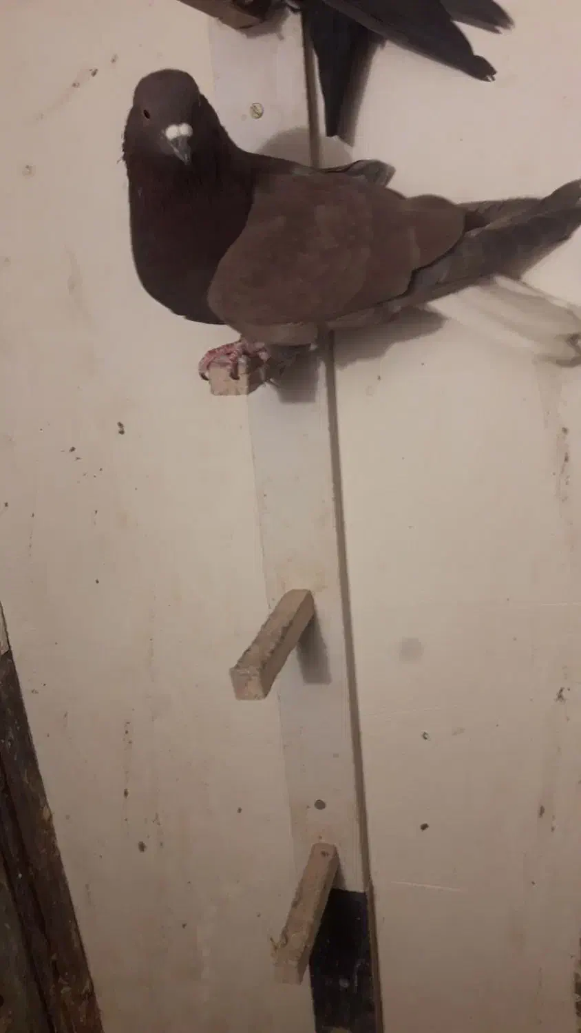 کفتر گلی دم سفید|پرنده|رفسنجان, |دیوار