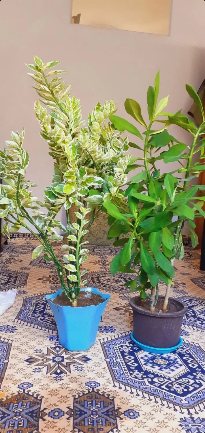 گلهای طبیعی|گل و گیاه طبیعی|خوی, |دیوار