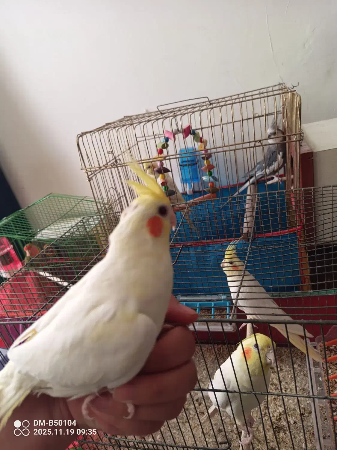 عروس هلندی|پرنده|قم, در بهشت|دیوار