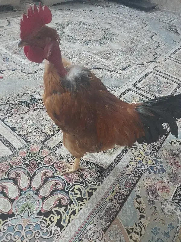 خروس|حیوانات مزرعه|تربت‌حیدریه, بالا ولایت|دیوار