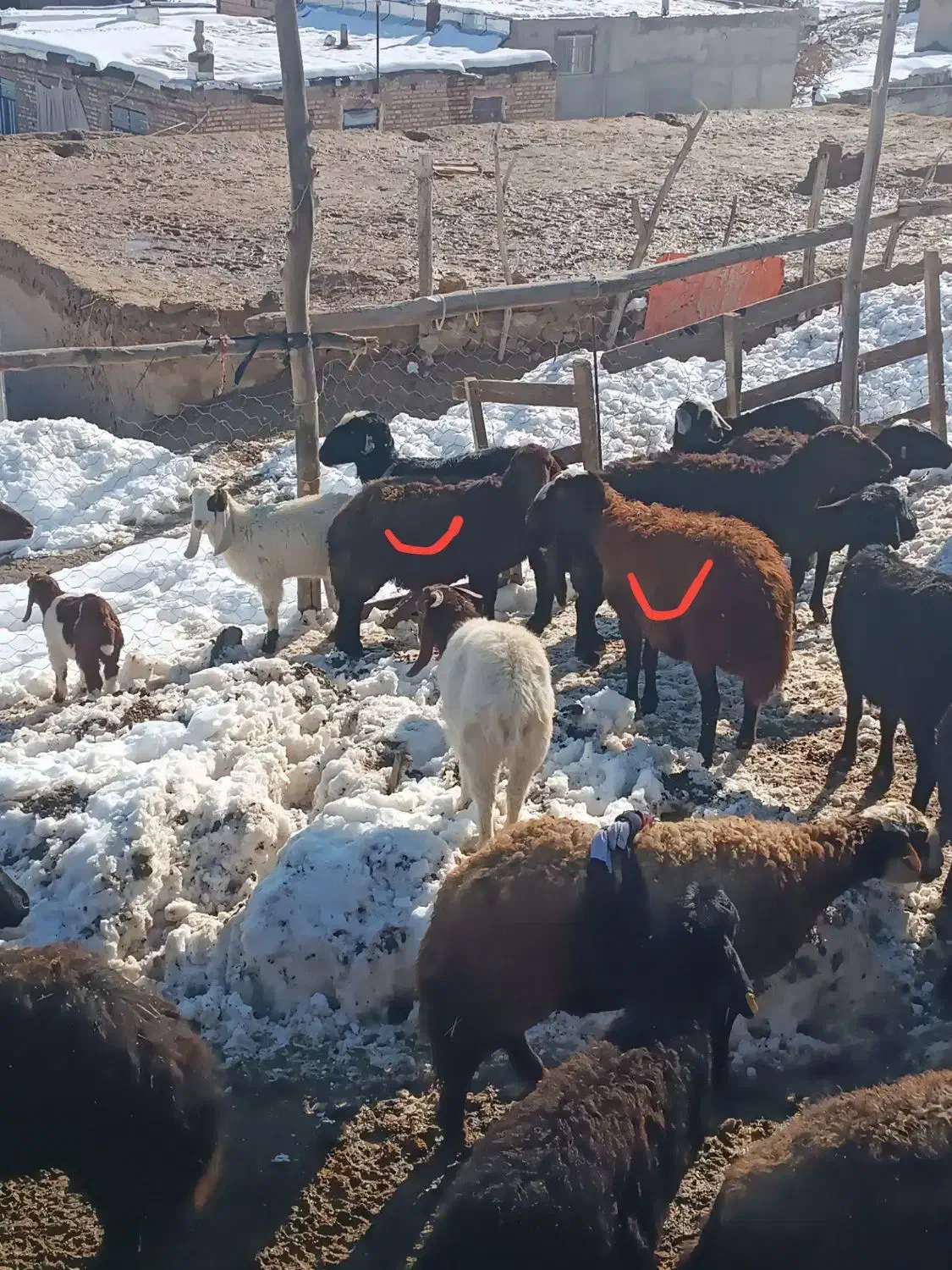 ۳راس کاور آبستن. میش.  قوچ . بز|حیوانات مزرعه|تربت جام, میان جام|دیوار