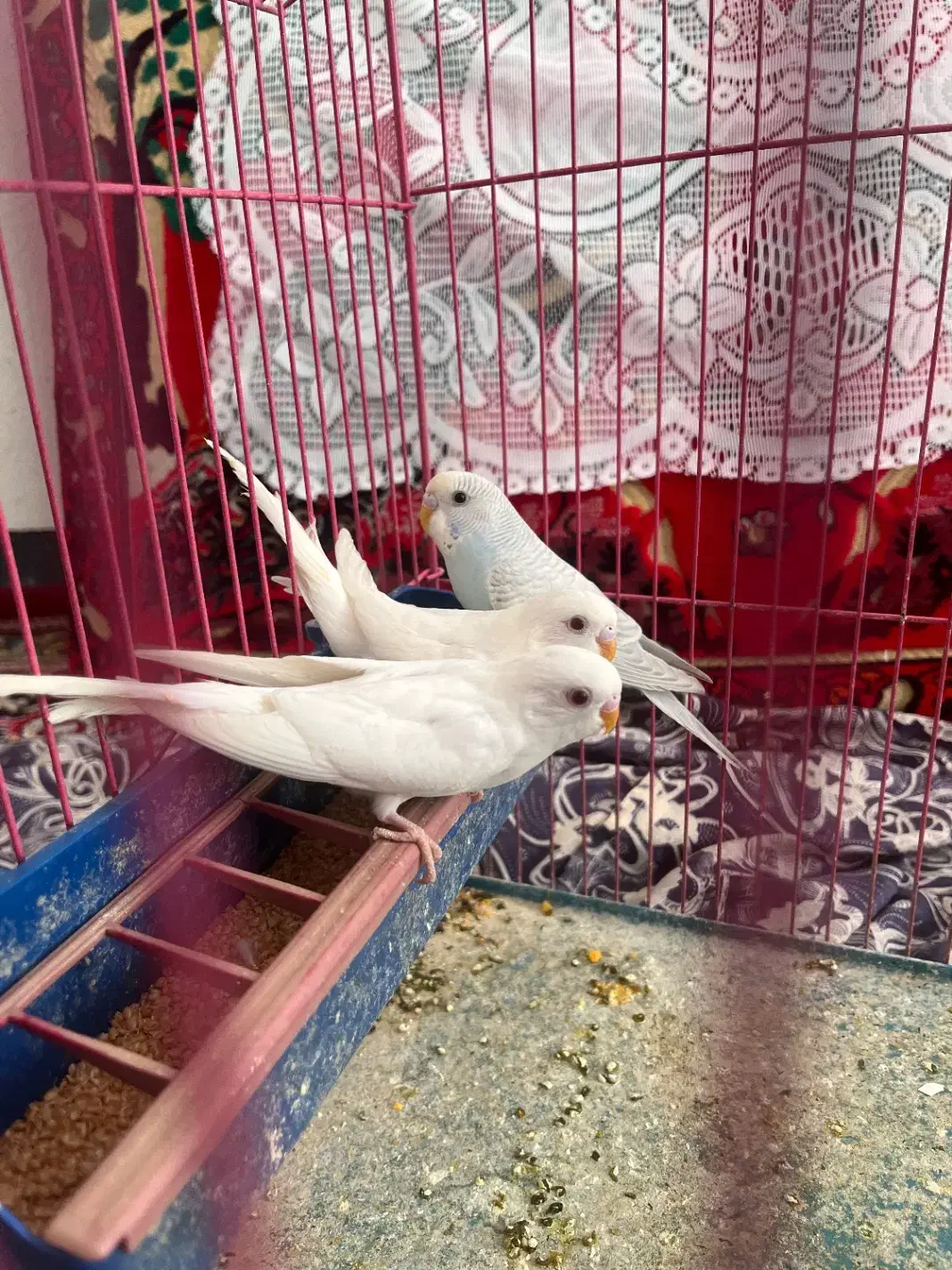 ۲تا مرغ عشق سفیدهلندی چشم قرمز و یک آبی کم رنگ|پرنده|استهبان, |دیوار