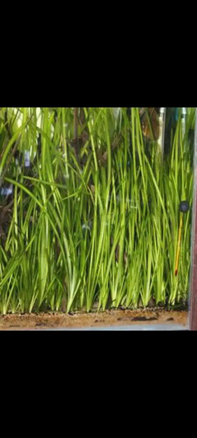 گیاه گندمی اکواریومی|ماهی|قم, خداکرم|دیوار