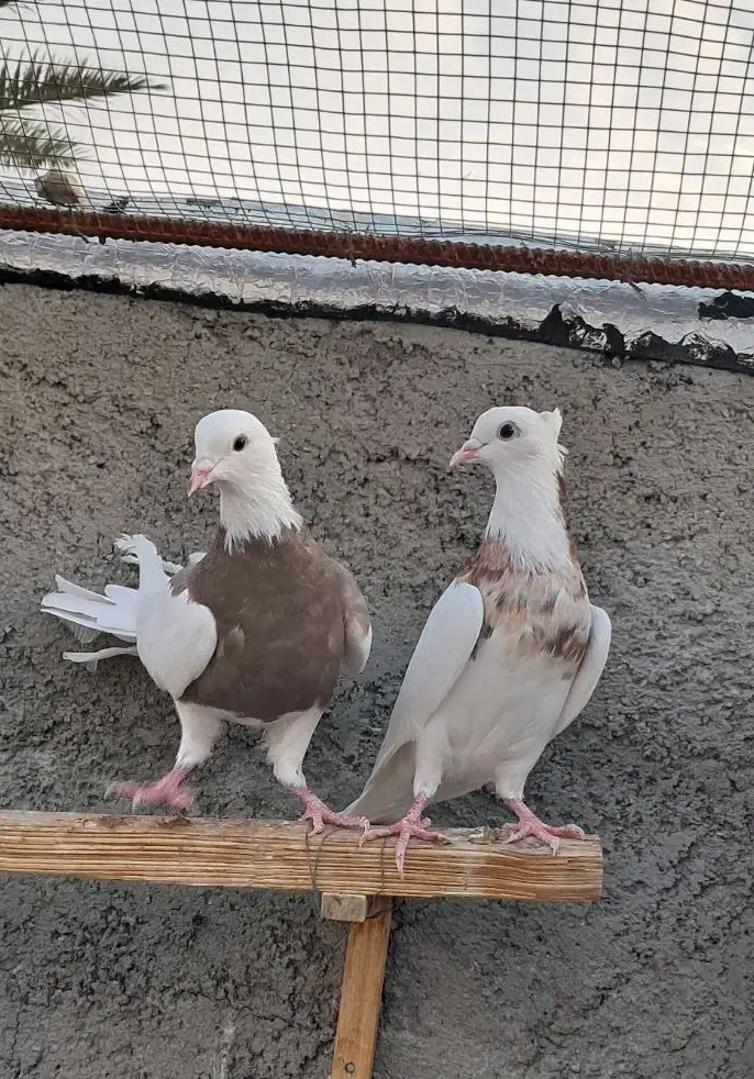 طوقی کرمانشاهی|پرنده|گراش, |دیوار