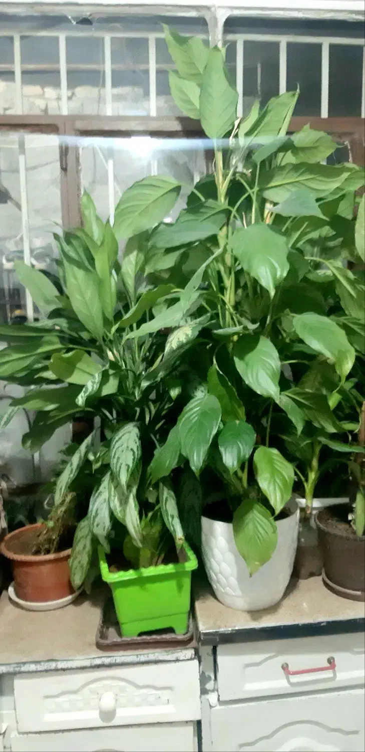 گل طبیعی خانگی|گل و گیاه طبیعی|کرمانشاه, |دیوار