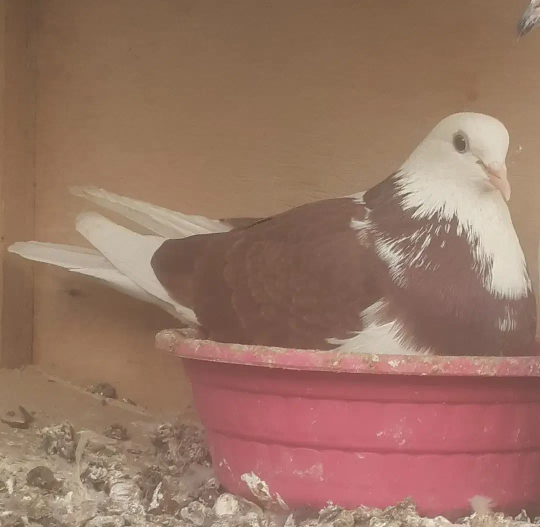 کبوتر پرشی|پرنده|تهران, افسریه جنوبی|دیوار