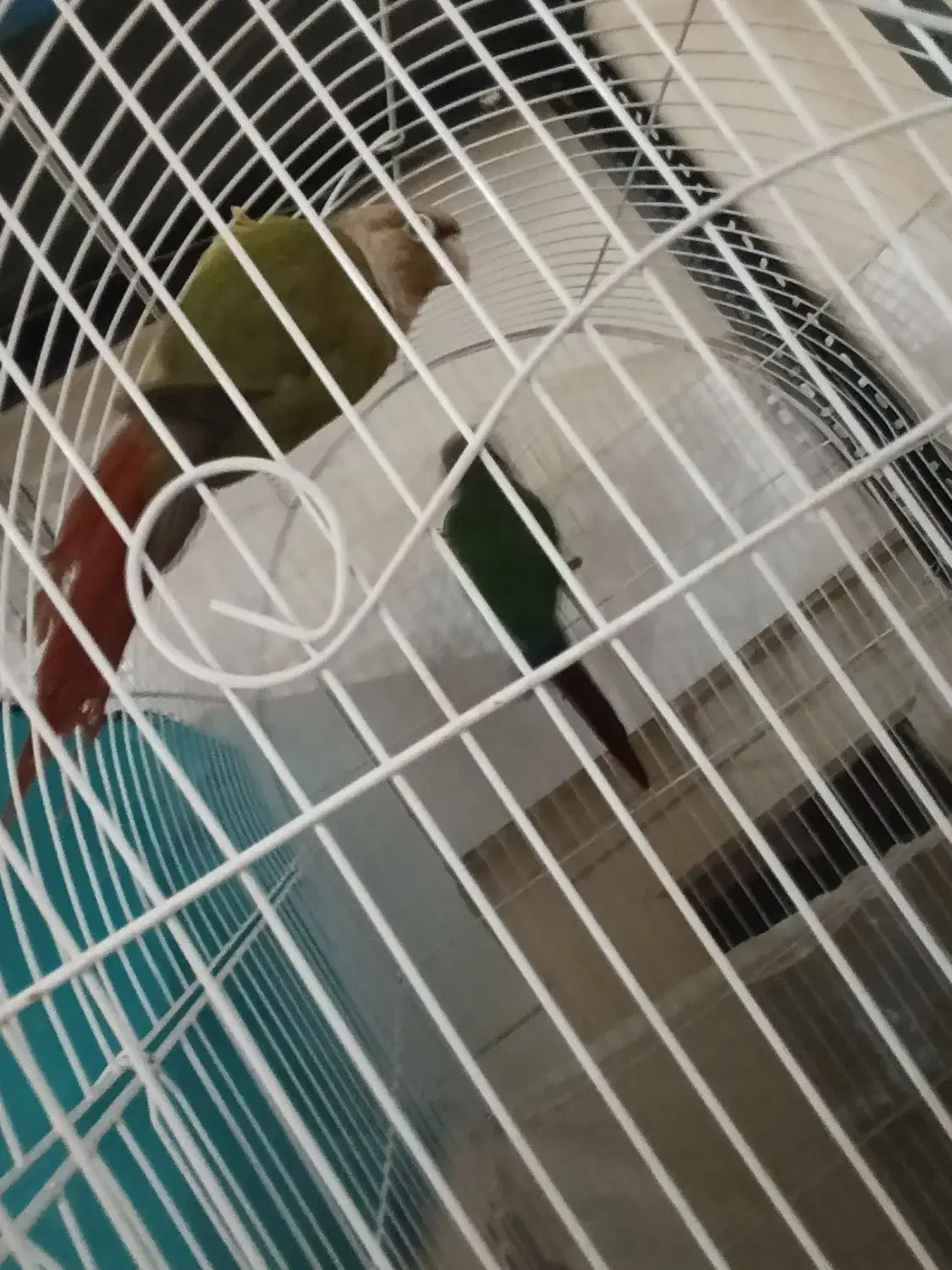 یک جفت گرینچیک|پرنده|قرچک, زیبا شهر|دیوار