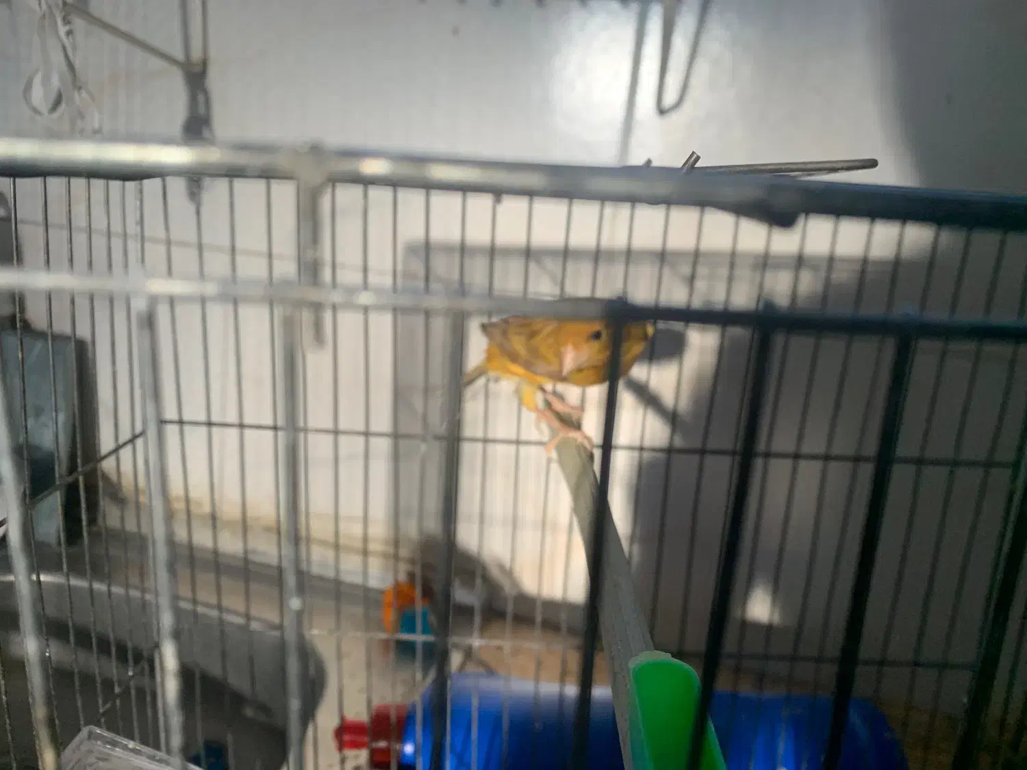 قناری نر|پرنده|آباده, |دیوار