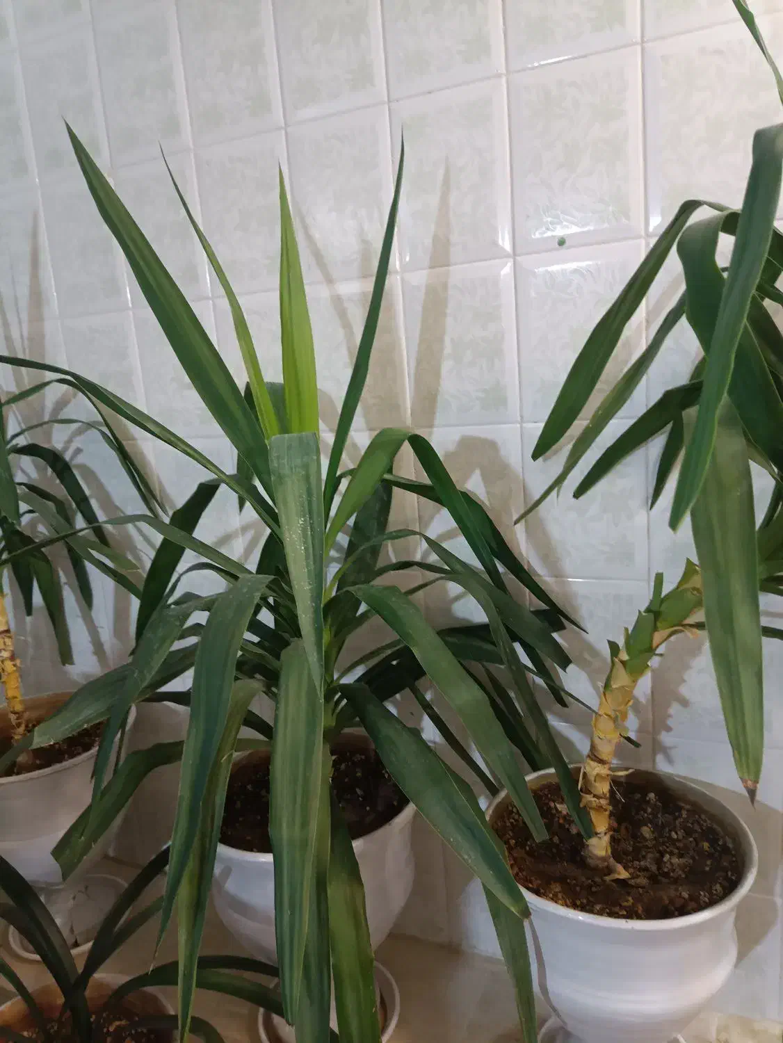 گل طبیعی|گل و گیاه طبیعی|آباده, |دیوار