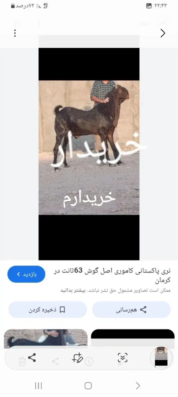 پازن پاکستانی اصل|حیوانات مزرعه|شیراز, حومه شیراز|دیوار