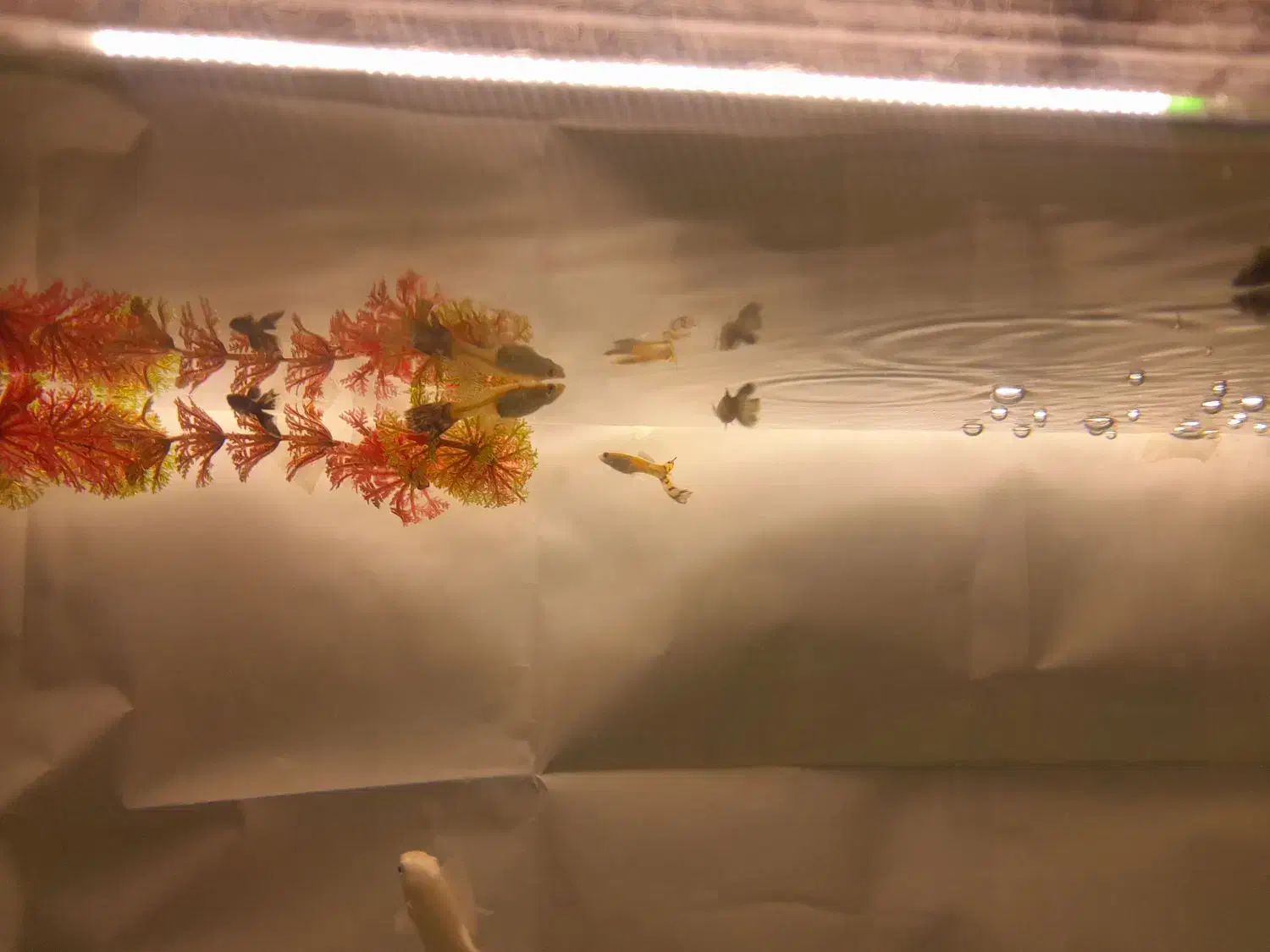 ماهی مولی و گوپی و زبرا|ماهی|ملایر, |دیوار