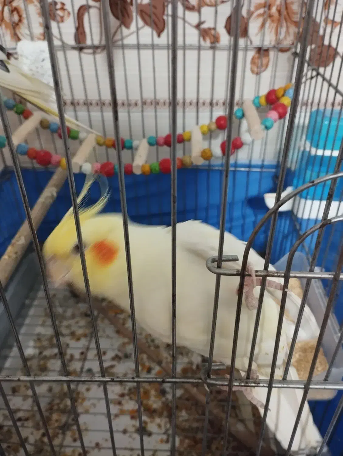 عروس هلندی ماده|پرنده|تهران, کیانشهر|دیوار