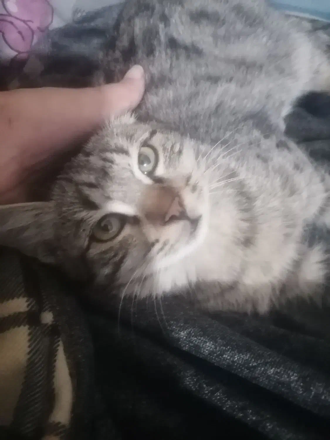 واگذاری بچه گربه سه ماه نر|گربه|نیشابور, میدون بار|دیوار