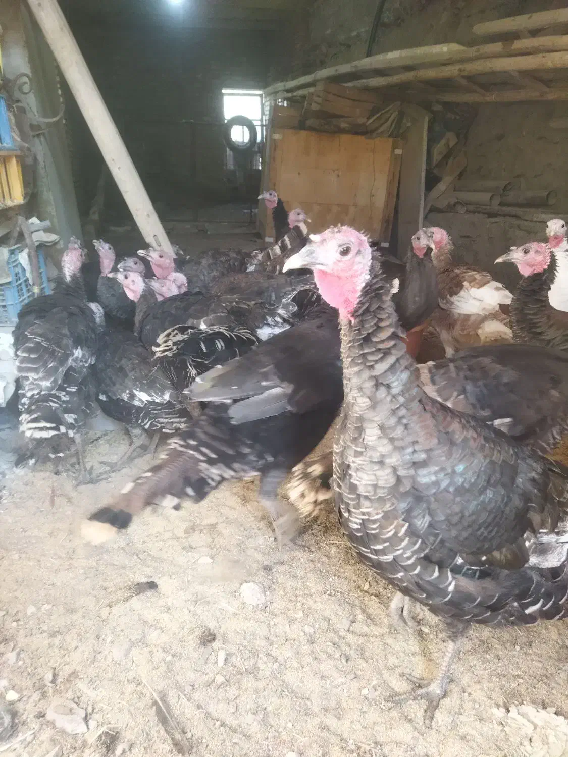 بوقلمون|حیوانات مزرعه|مشهد, ویلاشهر|دیوار