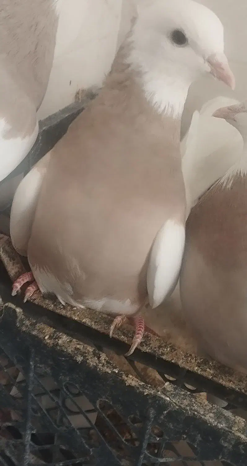 کبوتر طوقی|پرنده|شاهینشهر, حاجی آباد|دیوار