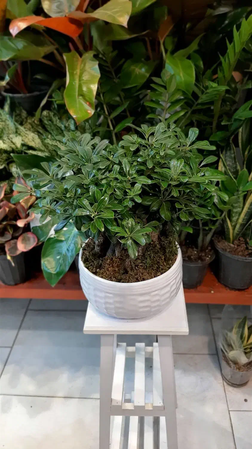 بنسای/پیتستروم گل آپارتمانی گیاه آپارتمانی|گل و گیاه طبیعی|فردیس, فردیس|دیوار