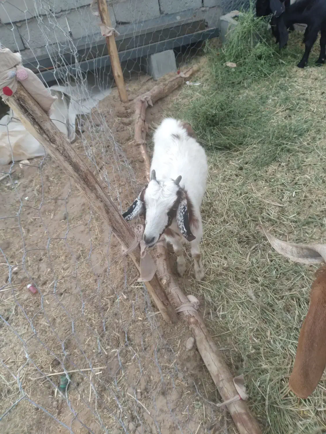 گوسفند فروشی|حیوانات مزرعه|ریگان, |دیوار