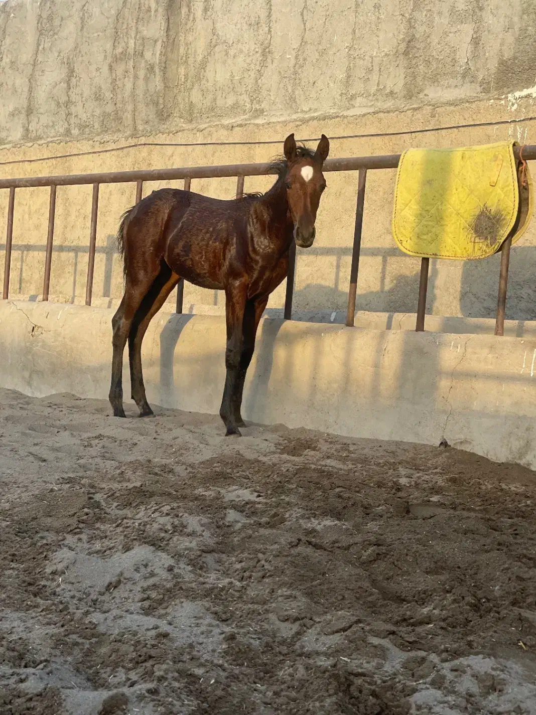 کره ماده بی نظیر|اسب و تجهیزات اسب‌سواری|کاشان, استرک|دیوار