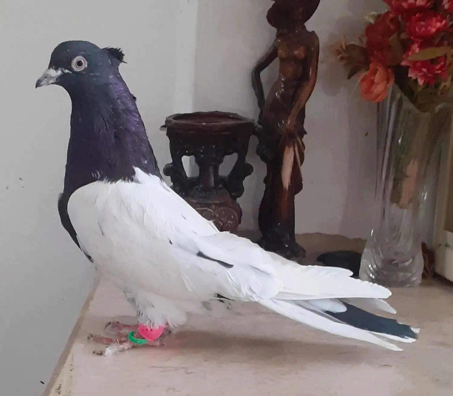 کفترصید|پرنده|مشهد, انصار|دیوار