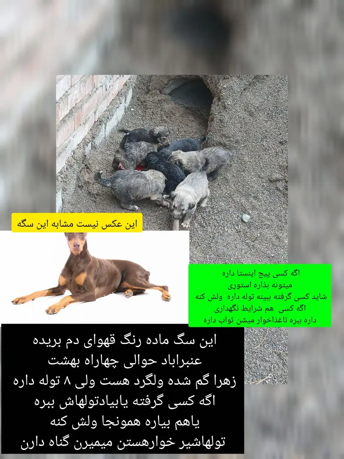 سگ گم شده|حیوانات|جیرفت, |دیوار