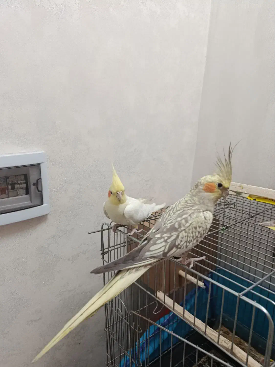 یک جفت عروس هلندی|پرنده|قرچک, میرزائی جنوبی|دیوار