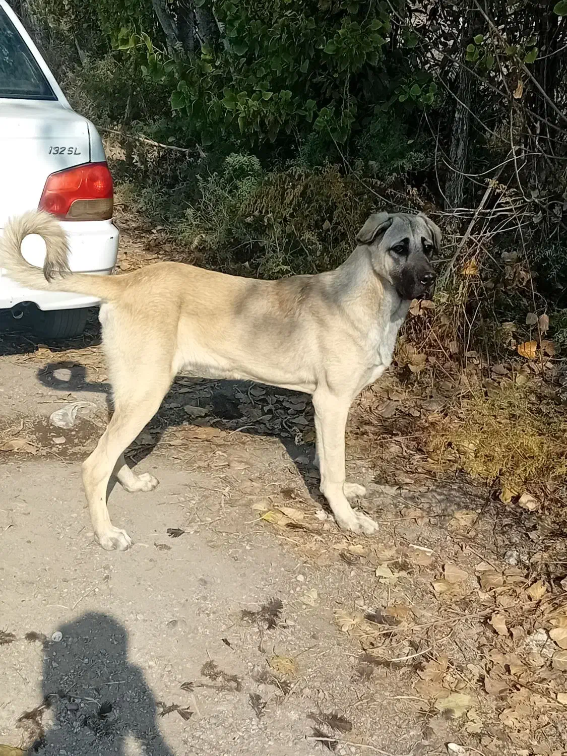 واگذاری توله سگ پژدر عراقی|سگ|پارسآباد, |دیوار