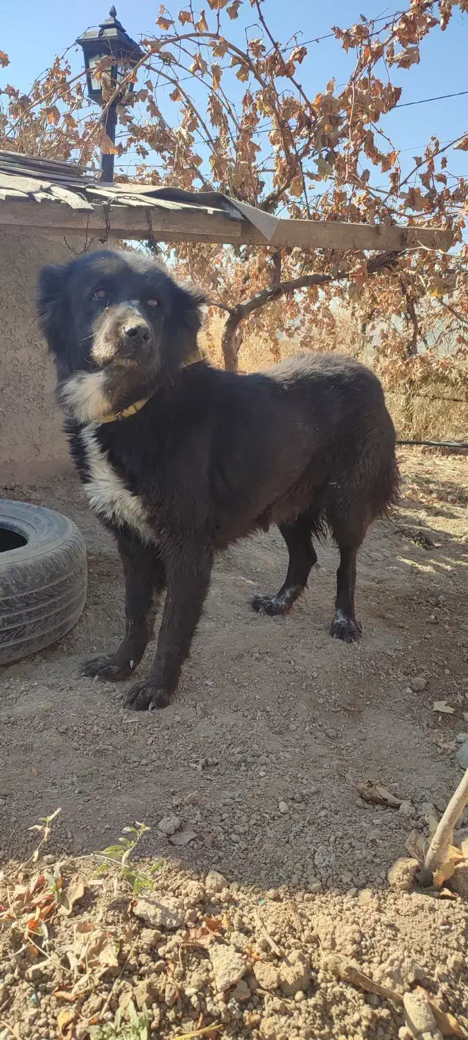 واگذاری سگ قدرجونی اصیل|سگ|کرمانشاه, |دیوار