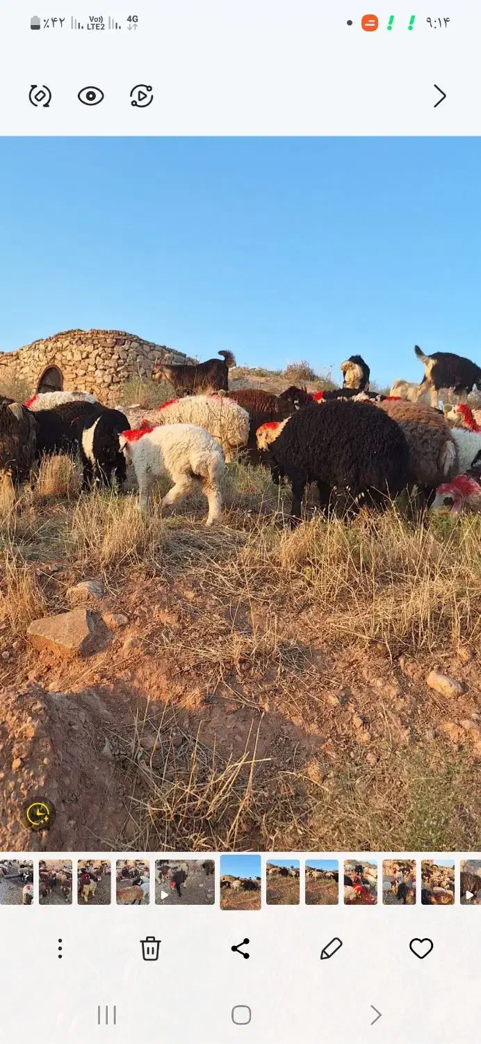 گوسفند زنده|حیوانات مزرعه|شیراز, محمدیه|دیوار