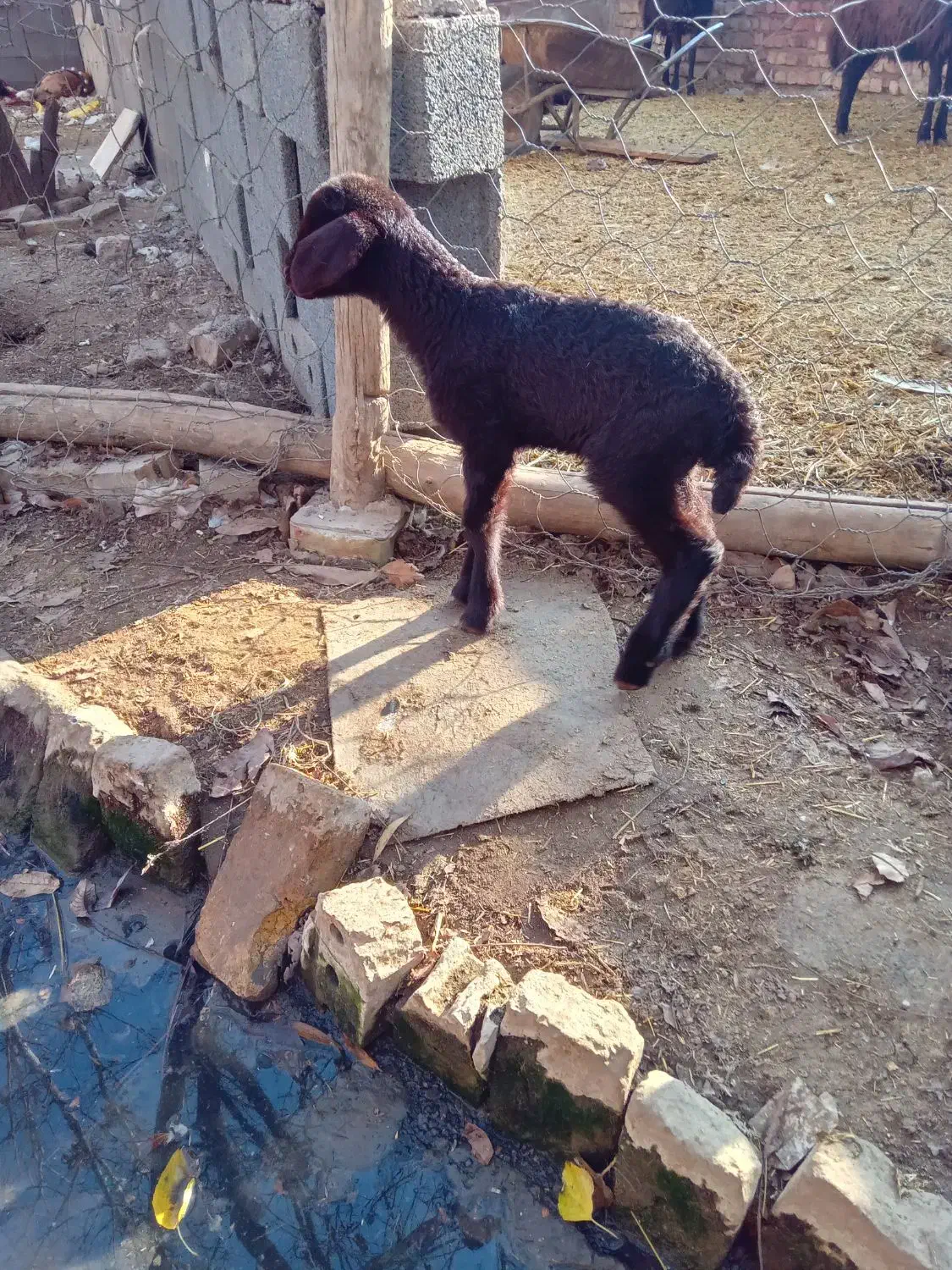 بره شیری|حیوانات مزرعه|نیشابور, دهنو|دیوار