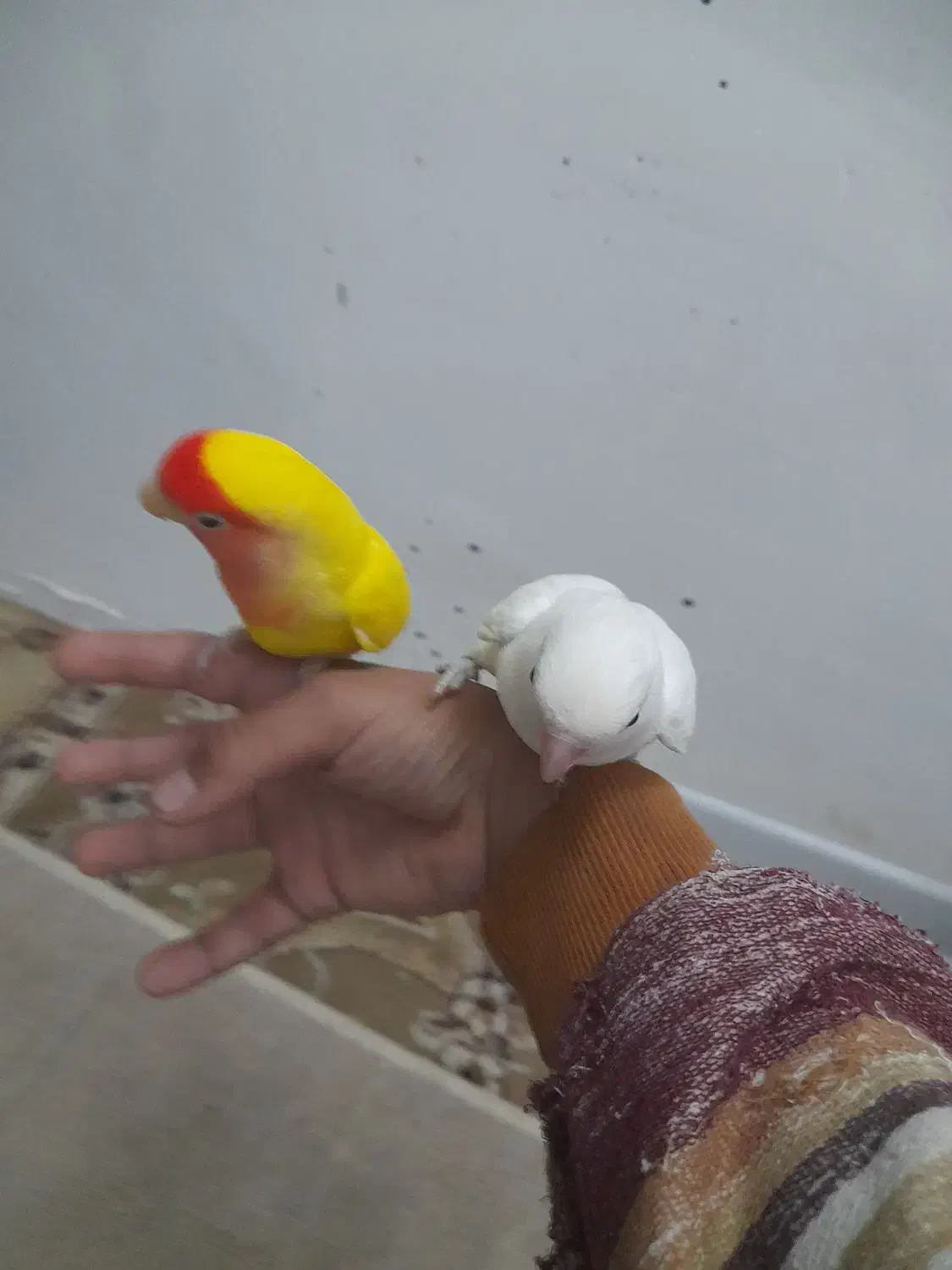 طوطی کوتوله دستی|پرنده|مشهد, نوید|دیوار