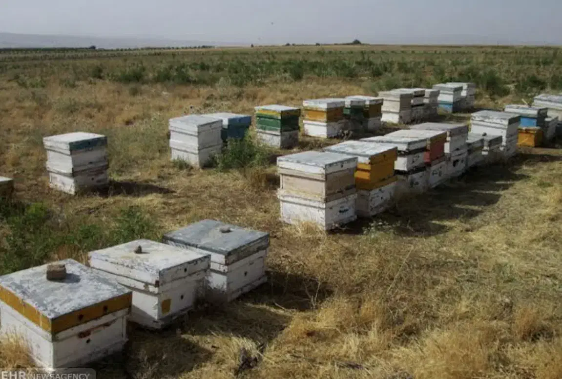 ۵۰ کلنی زنبور عسل فروشی|حیوانات مزرعه|حویق, |دیوار