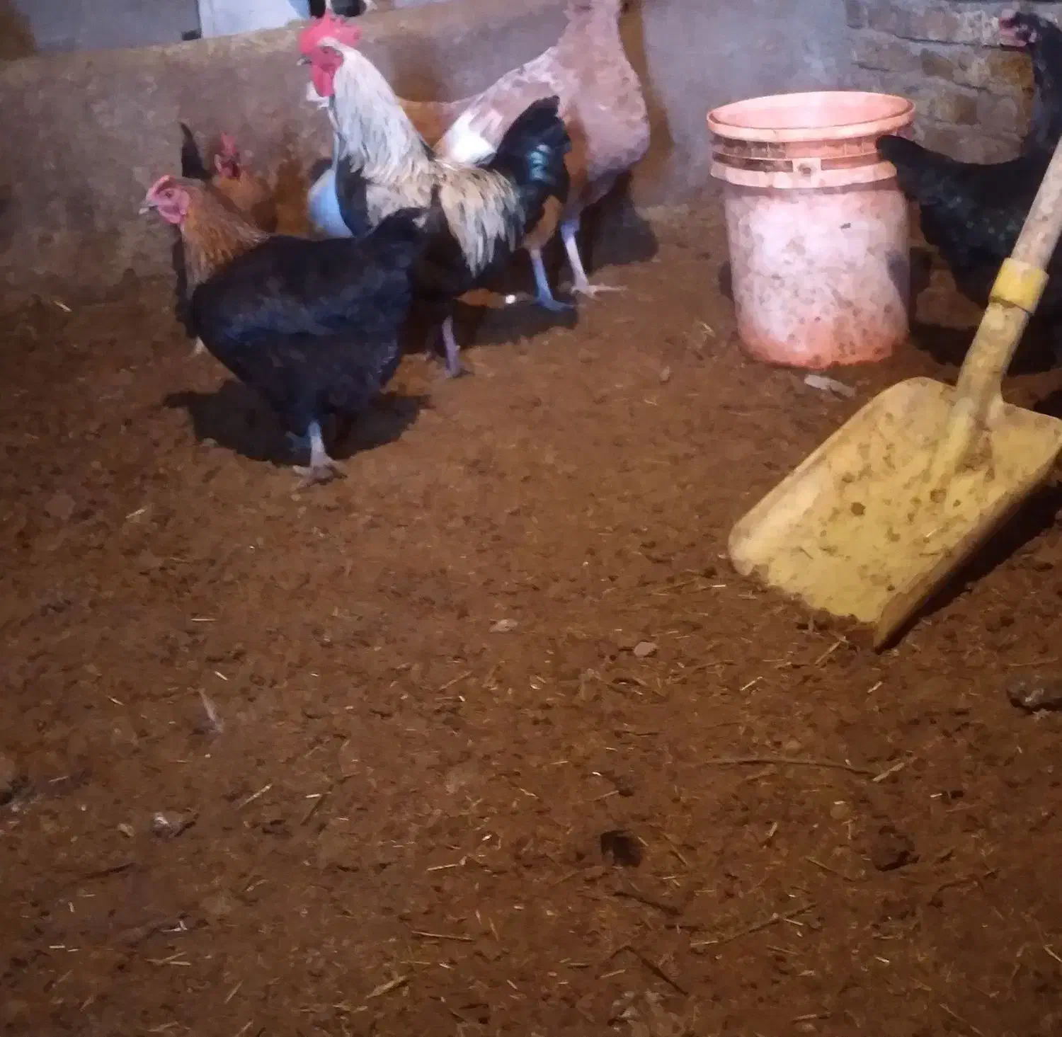 خروس محلی|حیوانات مزرعه|بزینه رود, |دیوار