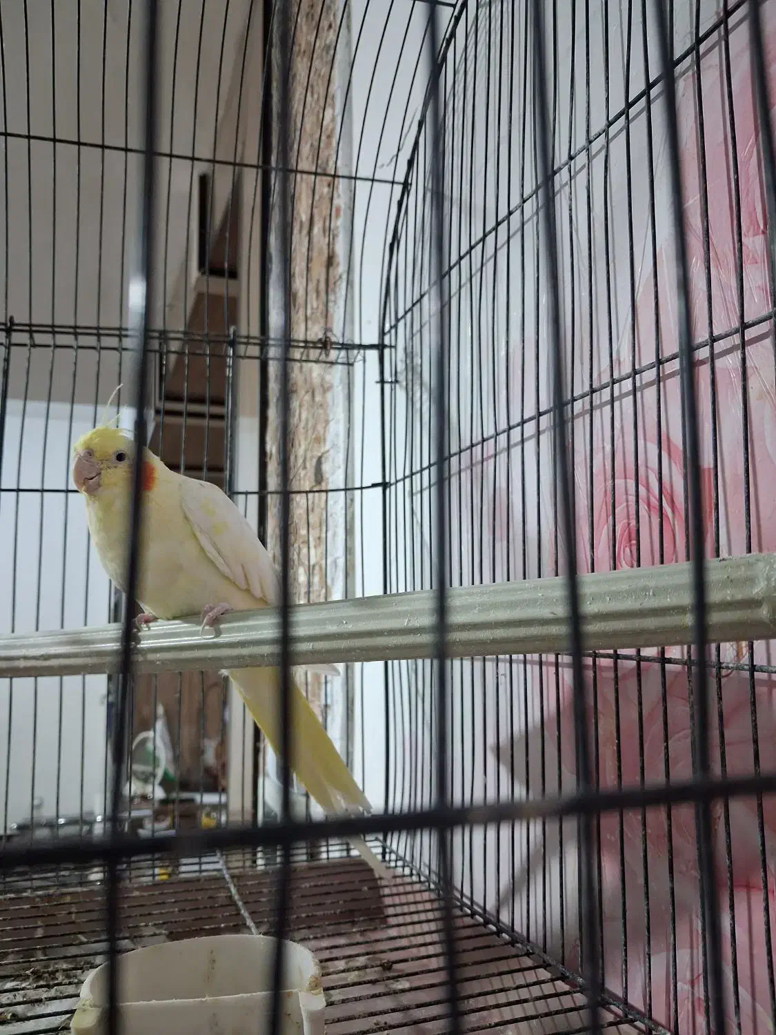 عروس هلندی لوتینو|پرنده|بافق, |دیوار